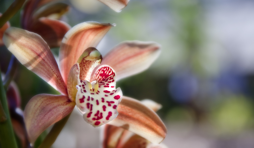 Экзотическая розовая орхидея крупным планом