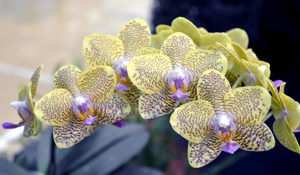 Экзотическая пятнистая ветка орхидеи