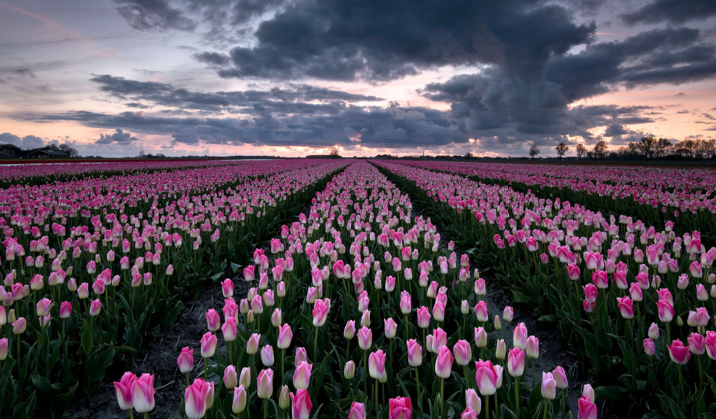Поле красивых розовых тюльпанов 