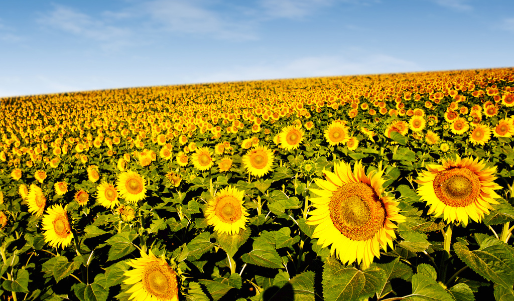 Поле красивых желтых подсолнухов под голубым небом