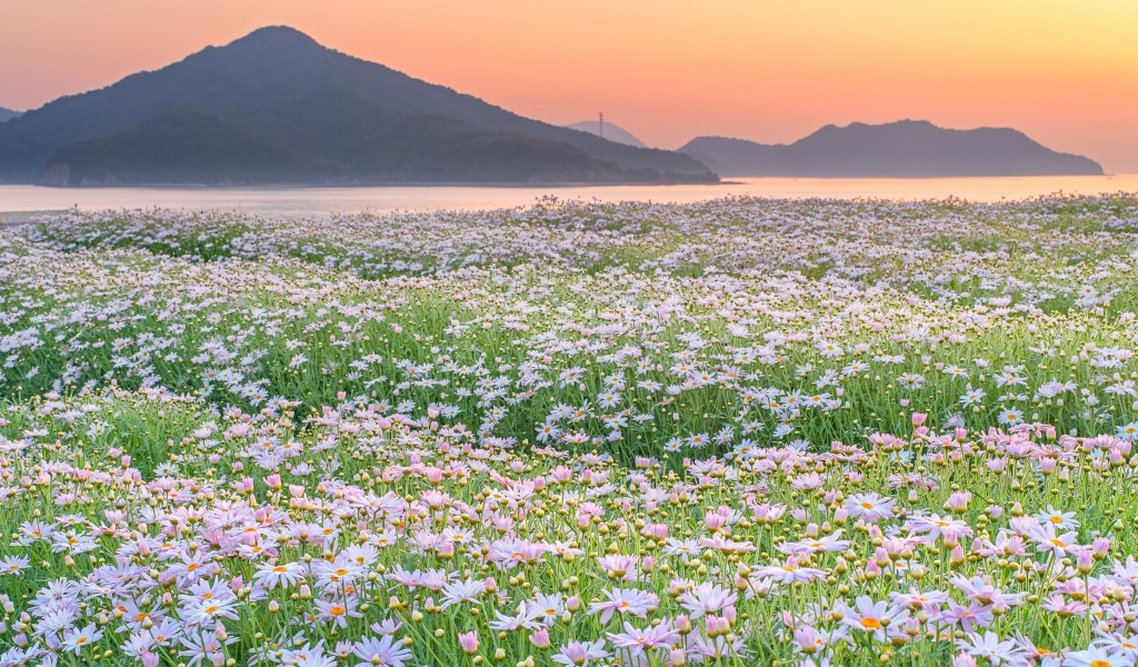 Поле ромашек на фоне гор 