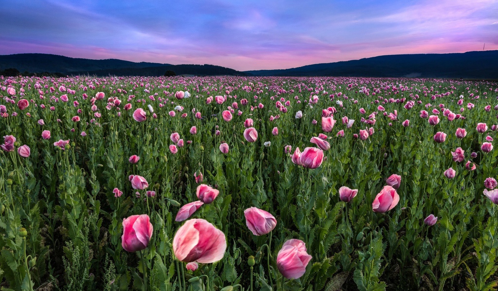 Поле розовых маков под красивым летним небом
