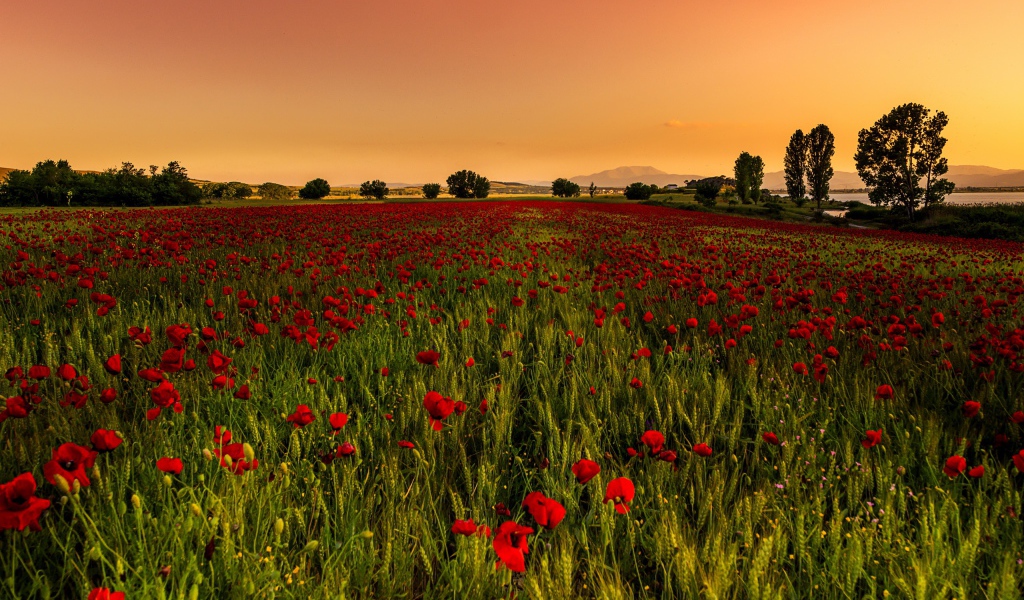 Поле красных маков с зеленой пшеницей 