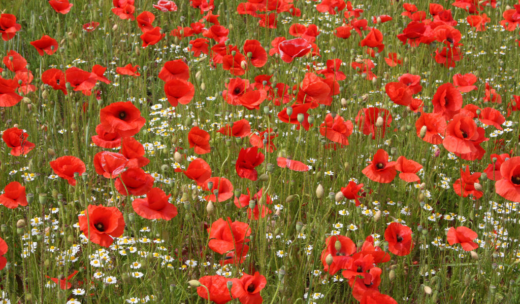 Поле красных маков с белыми ромашками