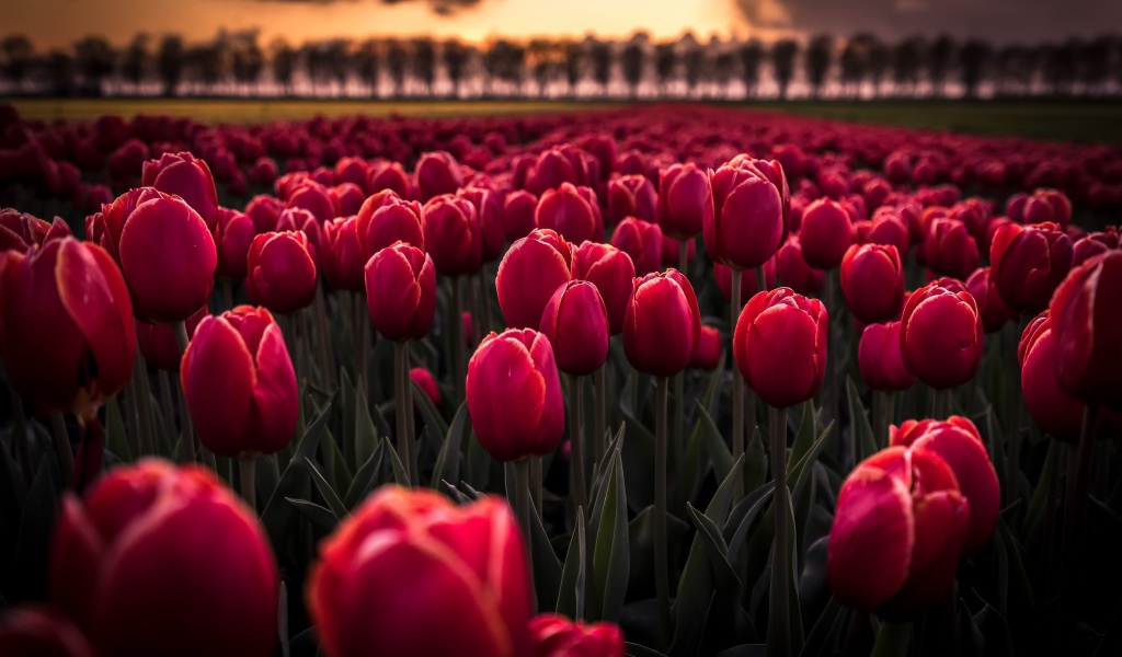 Поле красных цветов тюльпанов на рассвете 