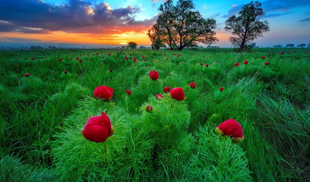 Полевые тонколистные красные пионы на рассвете  