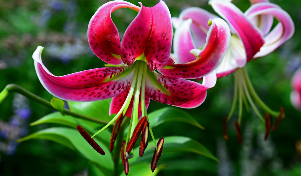 Цветок розовой лилии крупным планом 