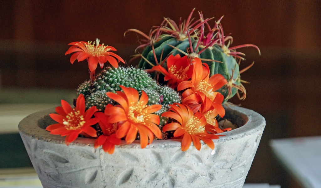 Цветущий комнатный цветок маммиллярия