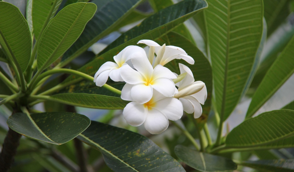 Цветение красивых нежных белых цветов плюмерия