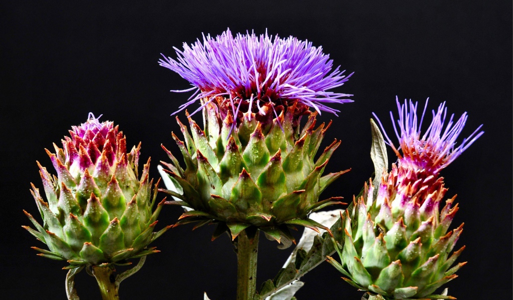 Цветущие шляпки чертополоха на черном фоне