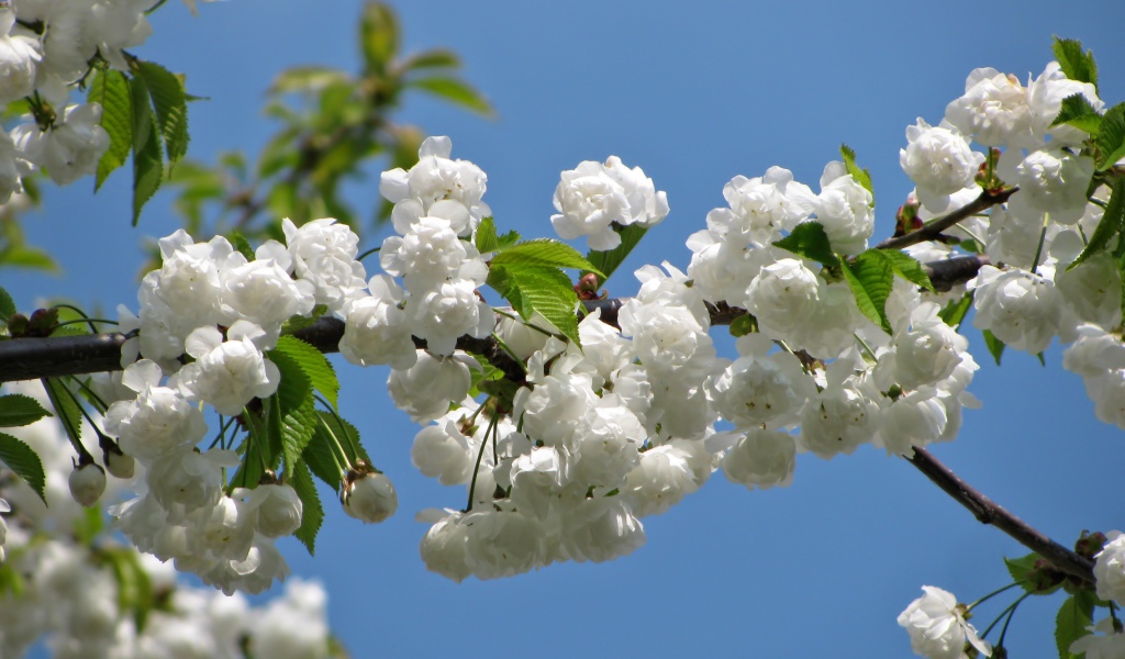 Цветущая белыми цветами ветка черешни