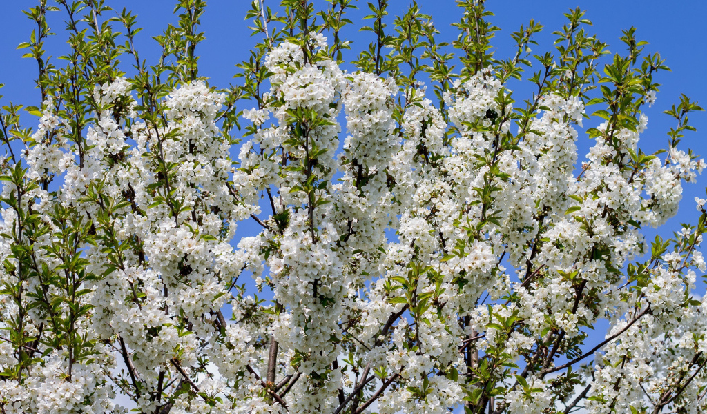 Цветущее белыми цветами весеннее дерево 