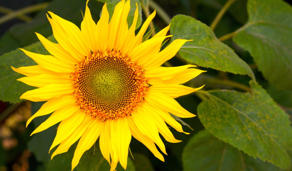 Цветущий желтый подсолнух 