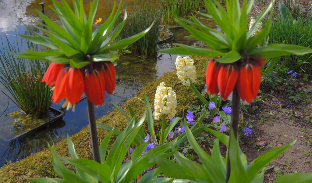 Цветы рябчики и гиацинты у водоема