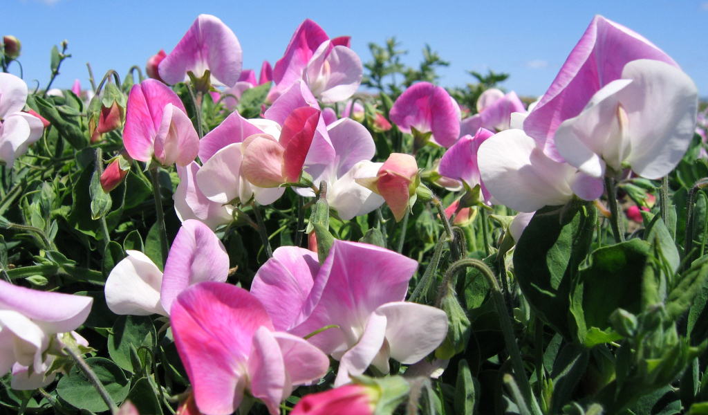 Цветы душистого горошка крупным планом