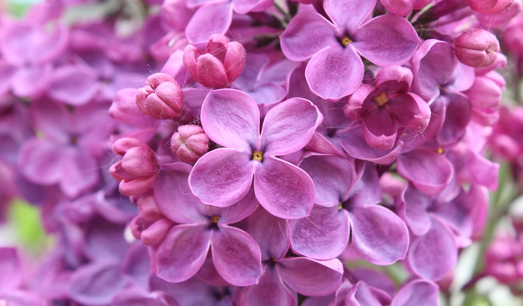 Цветы фиолетовой сирени 