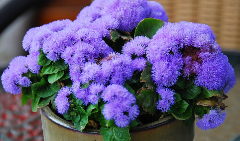 Пушистый сиреневый комнатный цветок  агератум в горшке