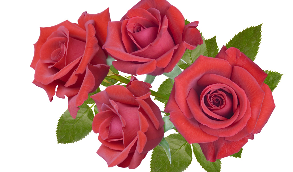 Четыре бордовые розы крупным планом на белом фоне