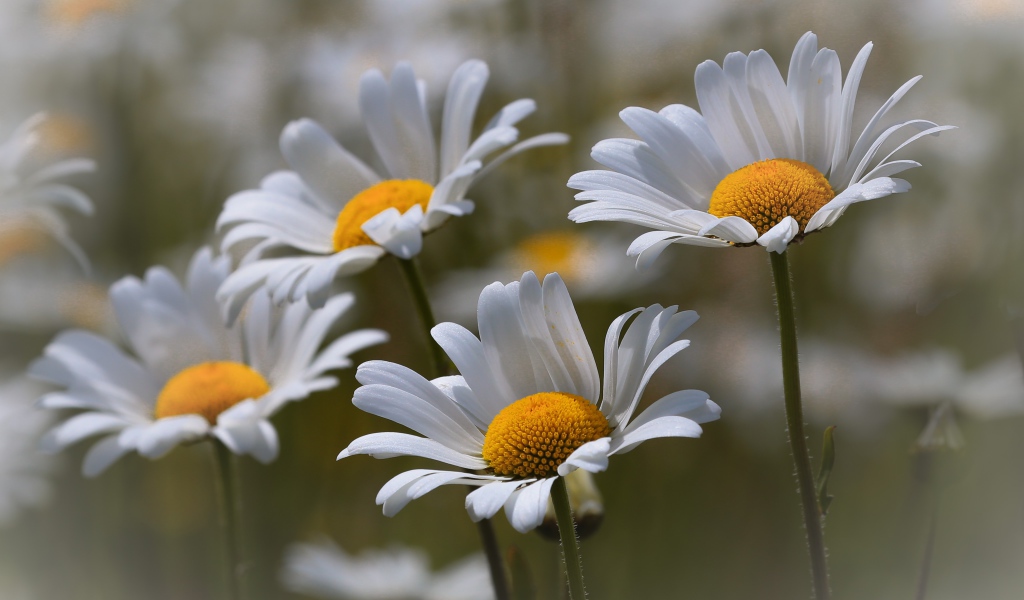 Четыре нежных белых ромашки