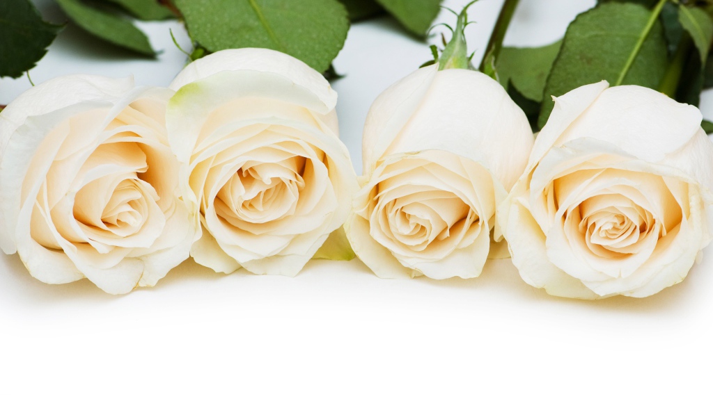 Четыре нежных белых розы на белом фоне