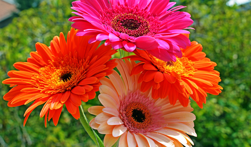 Четыре разноцветные герберы крупным планом