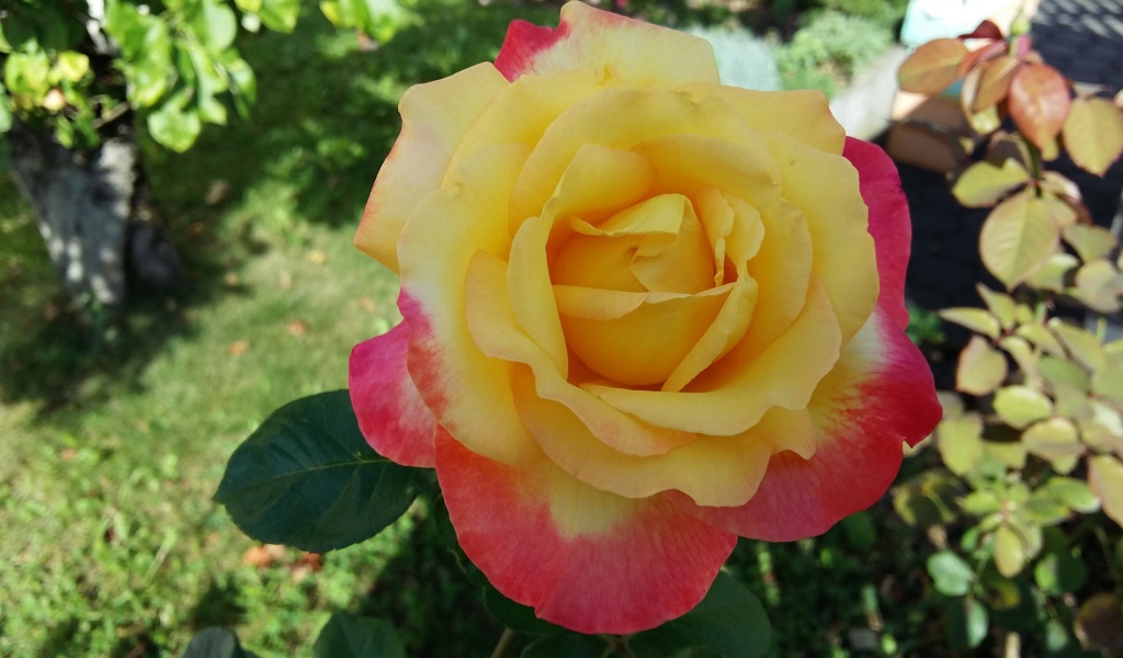 Садовая роза сорт Восточный экспресс 