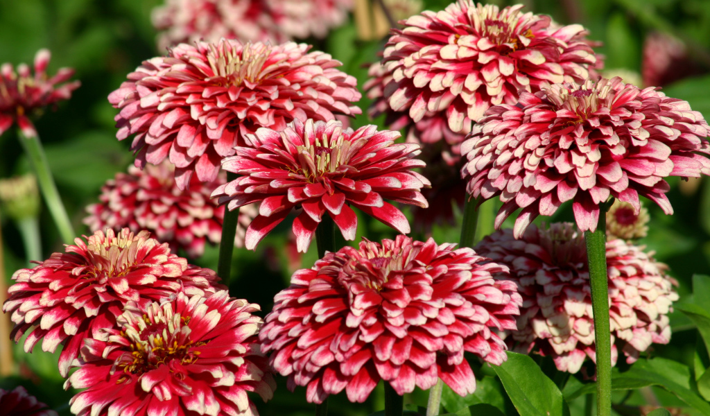 Садовые цветы циния крупным планом