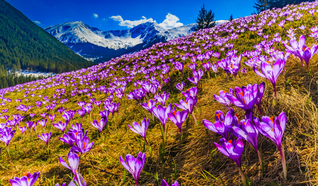 Поляна фиолетовых альпийских крокусов 