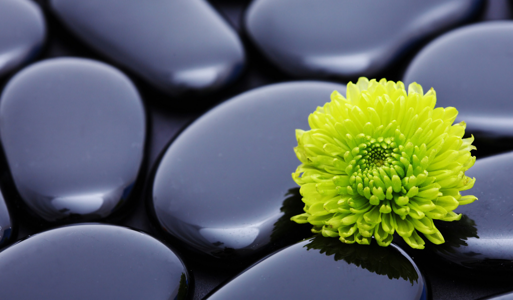 Зеленая хризантема на черных камнях 