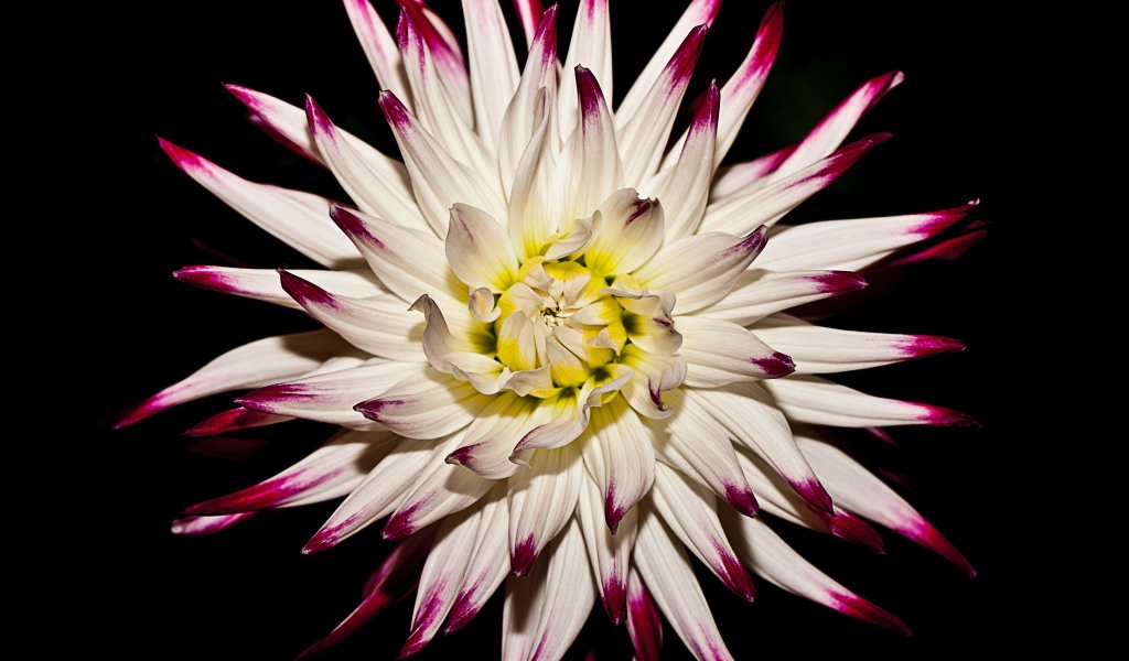 Крупная белая георгина  на черном фоне 