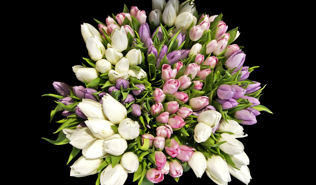 Большой красивый букет разноцветных тюльпанов на черном фоне