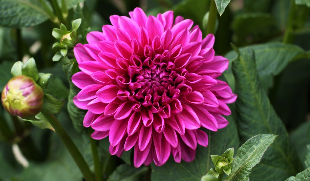 Крупный красивый розовый цветок георгина