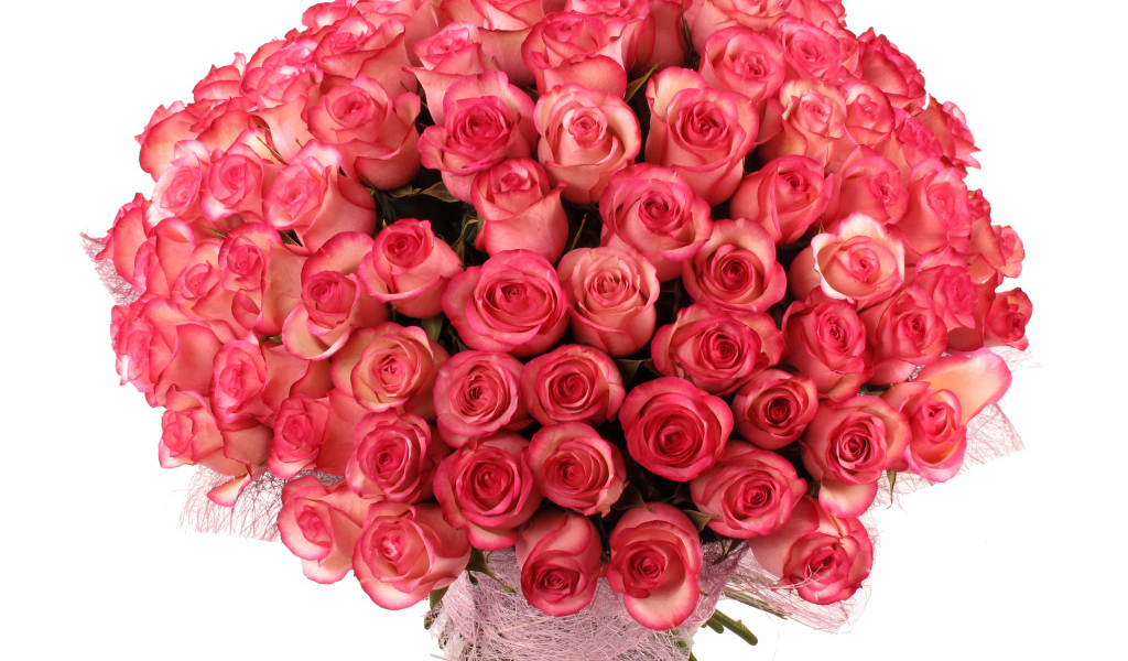 Большой букет нежных розовых роз на белом фоне