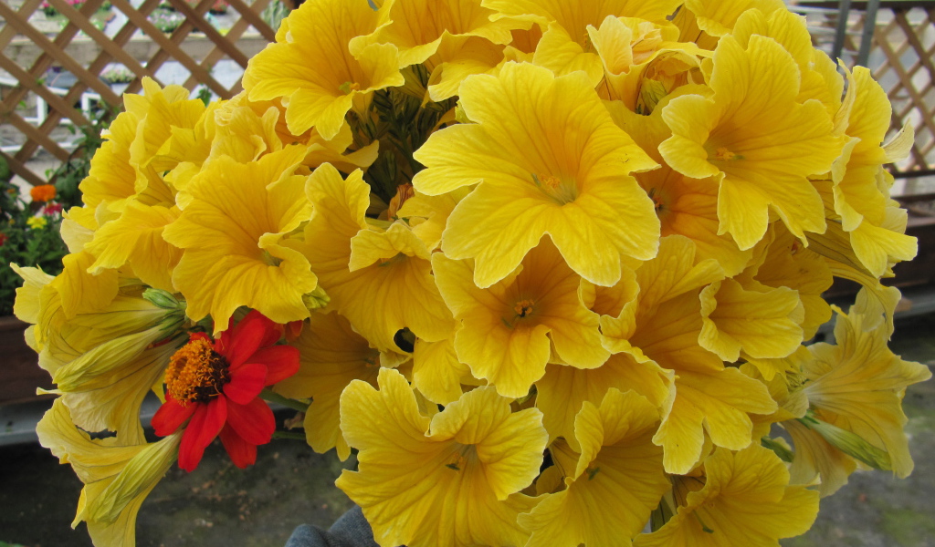 Большой букет цветов сальпиглоссис крупным планом