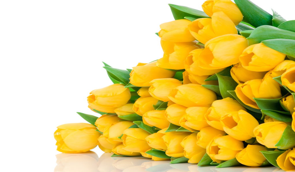 Большой букет желтых тюльпанов на белом фоне