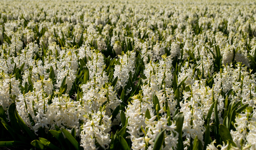 Большое поле белых гиацинтов