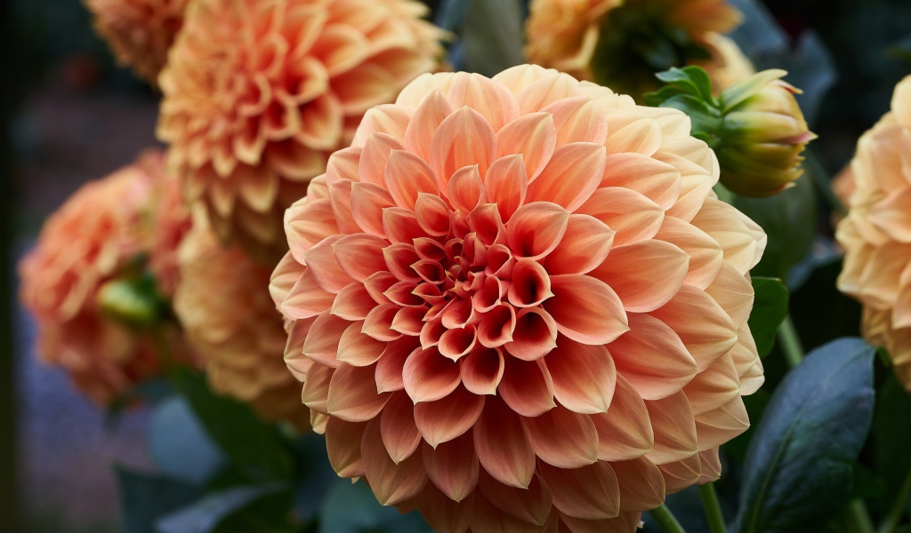 Крупный цветок георгин кремового цвета 