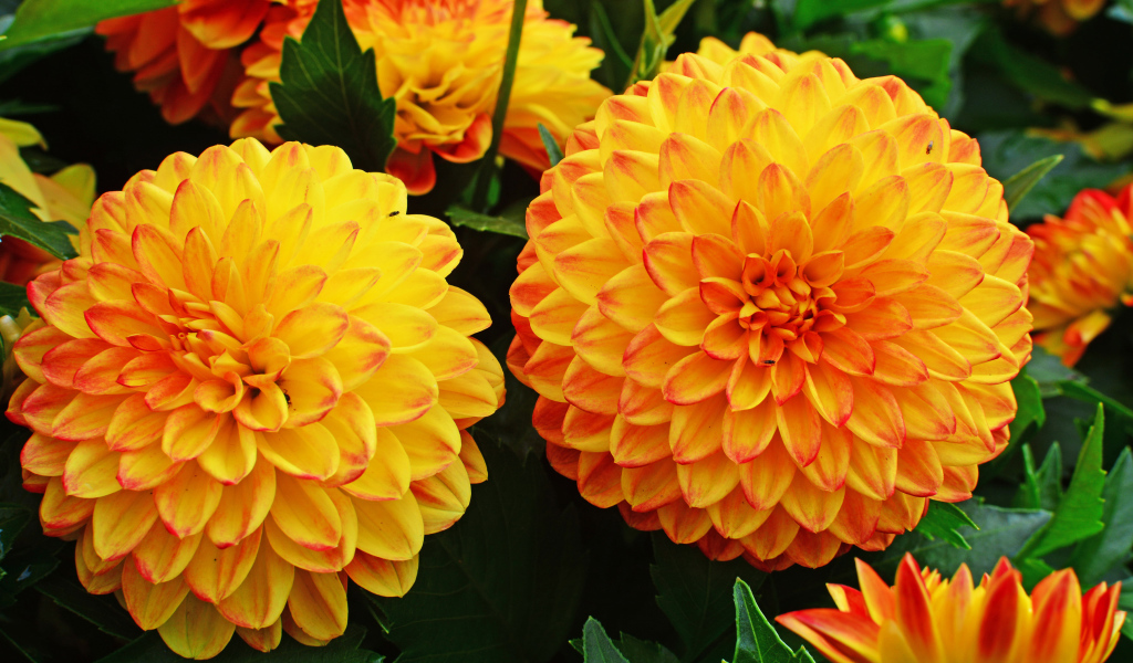 Крупные оранжевые георгины 