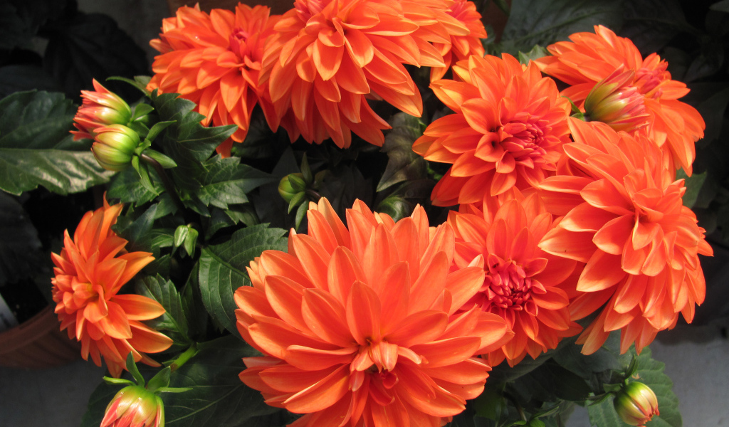 Большие оранжевые георгины крупным планом