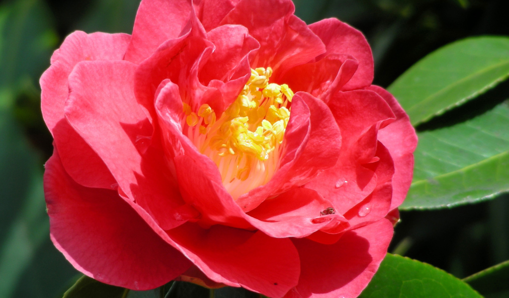 Крупный розовый цветок камелия