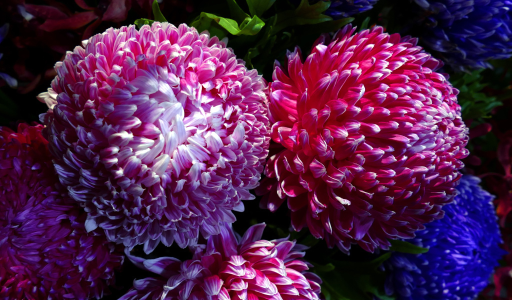 Крупные розовые хризантемы вблизи