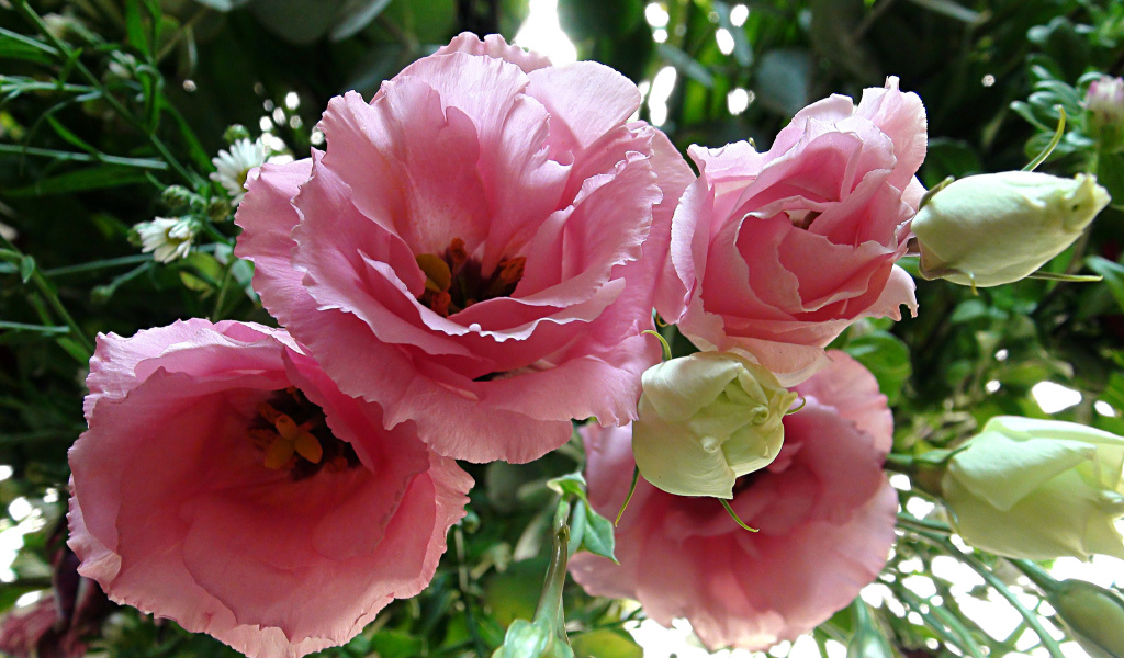 Крупные розовые цветы Эустома 