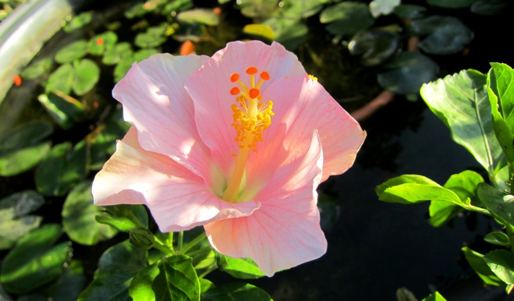 Крупный розовый цветок гибискуса 