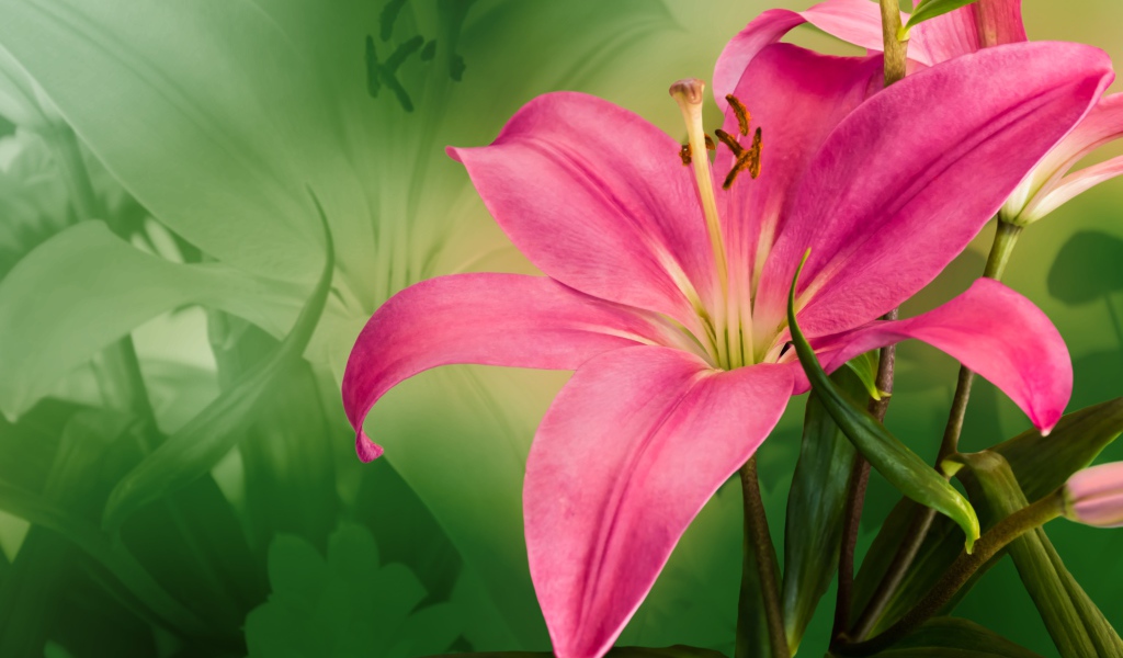 Большая розовая лилия крупным планом