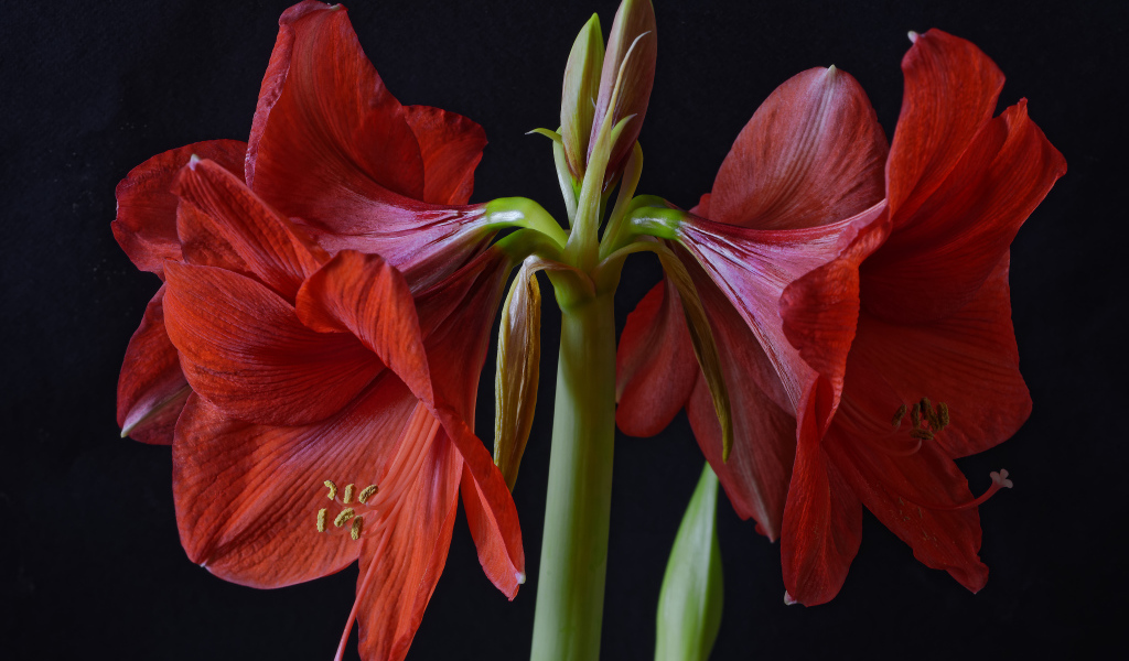 Крупные красные цветы Амариллис на черном фоне