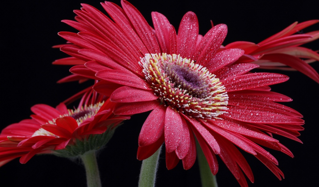 Крупная красная гербера с капельками воды на лепестках