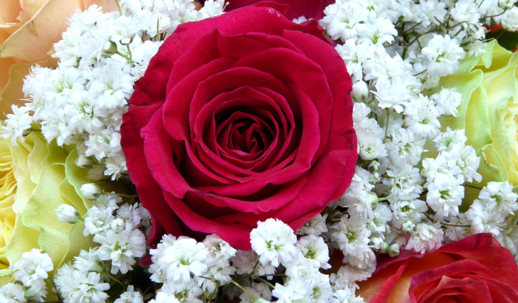 Крупная красная роза с белыми цветками левкой