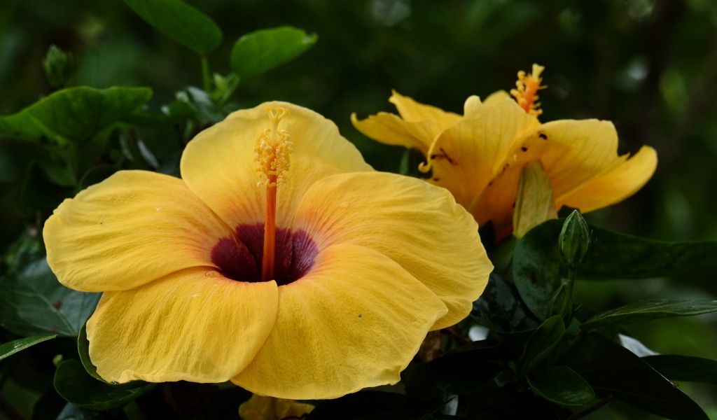 Большой желтый цветок гибискуса крупным планом