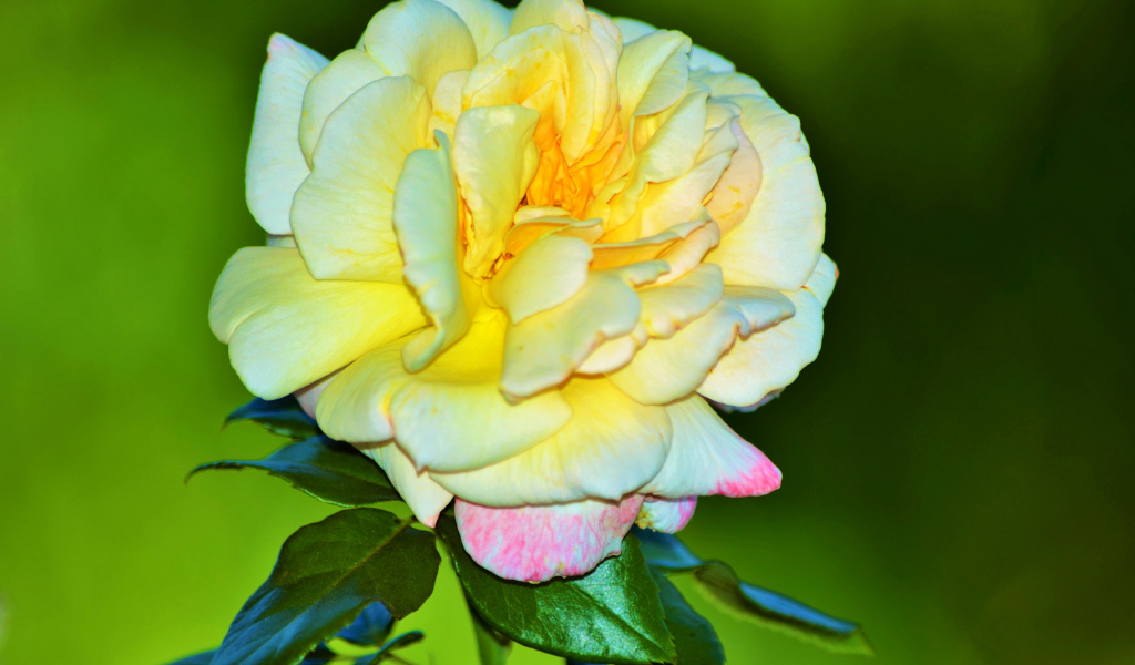 Крупная желтая роза на зеленом фоне