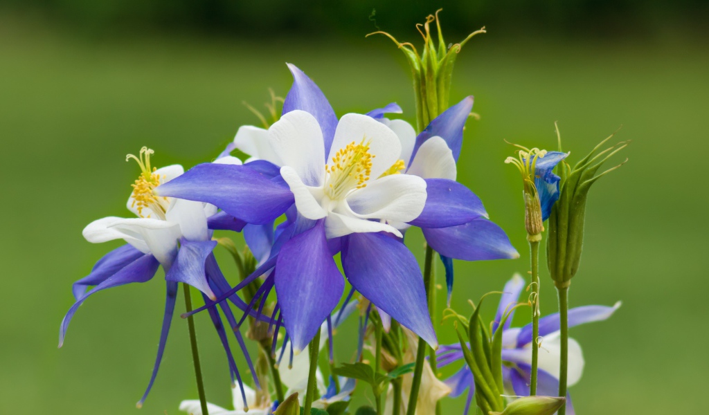 Сиренево- белые цветы водосбор на зеленом фоне